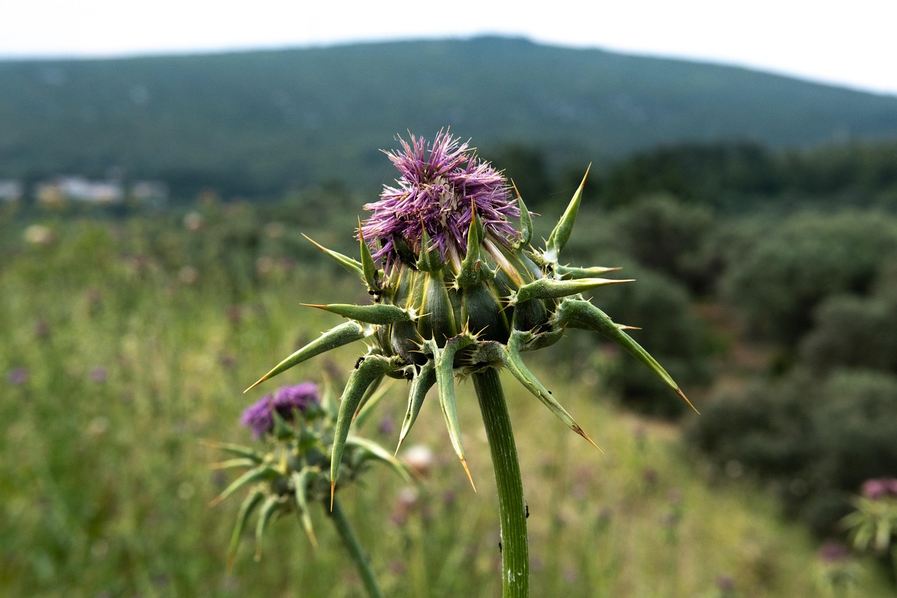 milk thistle 8020917 1280 Hidegen sajtolt olajok közvetlen Magyar gyártótól - Verimpex 1994 óta