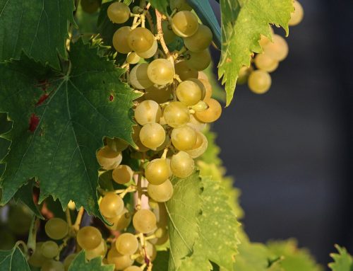 Szőlőmag olaj vs. szőlőmagliszt: mi a különbség és hogyan hatnak a szervezetre?