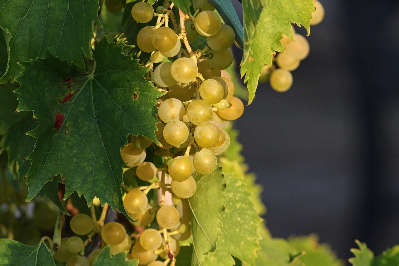 grapes 3586314 1280 Hidegen sajtolt olajok közvetlen Magyar gyártótól - Verimpex 1994 óta